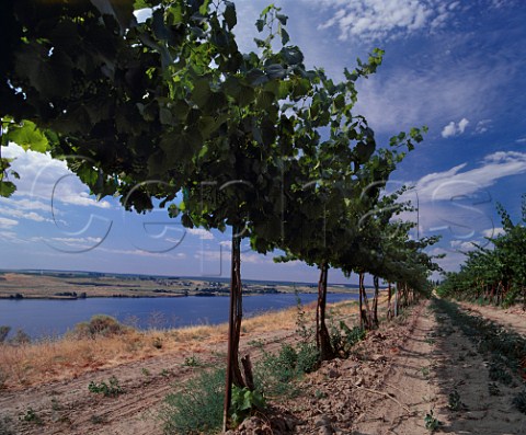 Chardonnay vineyard of Gordon Estate above the Snake River Pasco   Washington USA   Columbia Valley AVA
