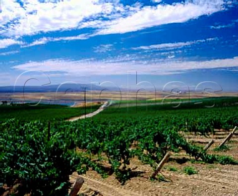 Dionysus Vineyard above the Columbia River with the Hanford Nuclear Reserve on the far side This vineyard provides grapes for many of Washingtons top wineries    Near Richland Washington USA   Columbia Valley AVA