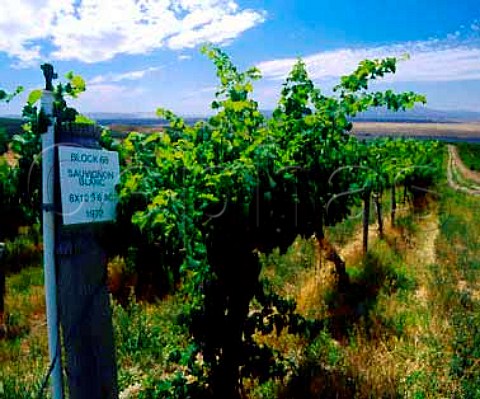 Block of Sauvignon Blanc planted in 1972 in   Bacchus Vineyard above the Columbia River   This vineyard provides grapes for many of   Washingtons top wineries   Near Richland   Washington USA   Columbia Valley AVA