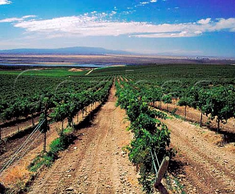 Bacchus Vineyard above the Columbia River with the Hanford Nuclear Reservation on the far side This vineyard provides grapes for many of Washingtons top wineries   Near Richland Washington USA   Columbia Valley AVA