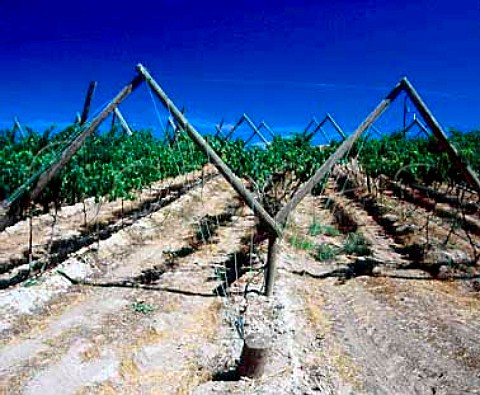 Vineyard of Sagelands Winery  owned by the   Chalone Wine Group Wapato Washington USA    Yakima Valley AVA