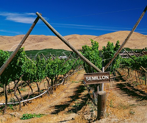 Semillon vineyard of Sagelands Wapato Washington USA Yakima Valley AVA