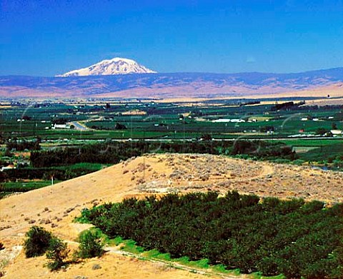 View from near Wapato over fruit orchards in the   Yakima Valley to Mount Rainier 14411 feet    79miles away    Washington USA