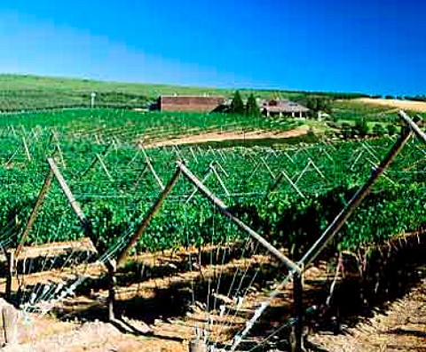Sagelands Winery and vineyard owned by the   Chalone Wine Group Wapato Washington USA   Yakima Valley AVA