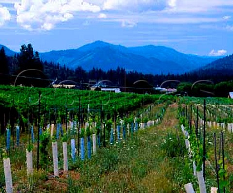 Vineyard of Valley View Winery in the   Applegate Valley Ruch Oregon USA  Rogue Valley AVA