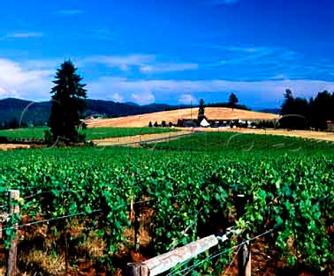 King Estates propagation facility Lorane  Grapevines viewed over vineyard on the estate  Lorane Oregon USA   Willamette Valley AVA