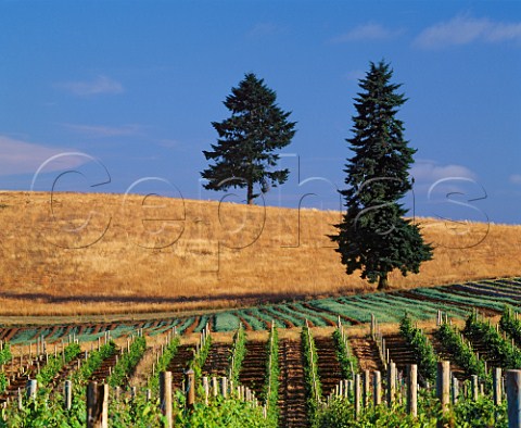 Vineyard and pine trees on King Estate Lorane Oregon USA   Willamette Valley AVA