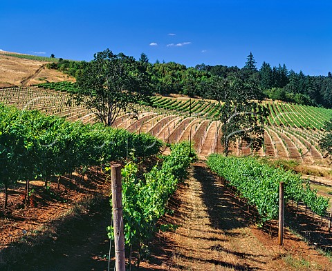 Cristom Vineyards Lincoln Oregon USA   Willamette Valley