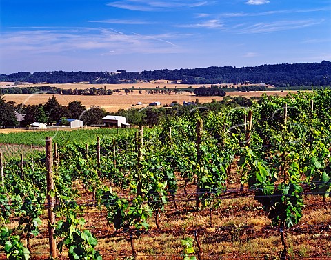 Cristom Vineyards Lincoln Oregon USA   Willamette Valley