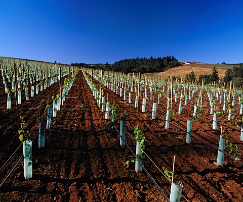 Young Pinot Noir vines of Knudsen Vineyard protected by growtubes which act as minigreenhouses Grapes from here are used by ArgyleWinery amongst others    In the Red Hills nearDundee Oregon USA     Willamette Valley AVA