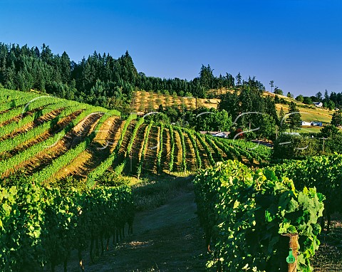 Corral Creek Vineyard of Chehalem Newberg   Oregon USA Willamette Valley