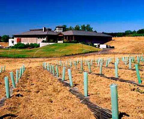 Newlyplanted Pinot Noir vineyard by the winery of   Adelsheim Vineyard Newberg Oregon USA  Willamette Valley AVA