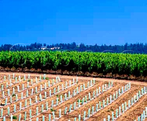Newlyplanted and established Pinot Noir vineyards   of Adelsheim Vineyard Newberg Oregon USA  Willamette Valley AVA