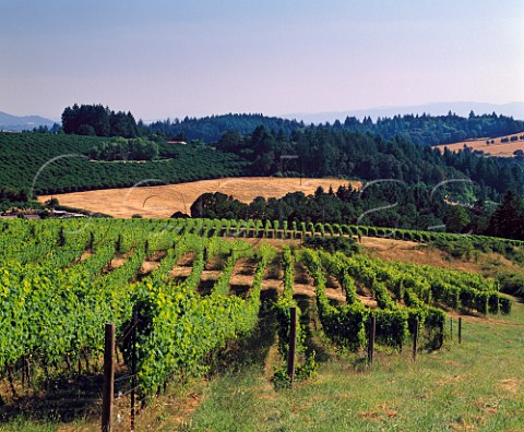 Shea Vineyards  contract growers for many   Oregon wineries This block of Pinot Noir vines is   for Beaux Frres    Newberg Oregon USA   Willamette Valley AVA