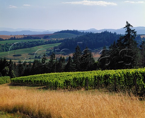 Shea Vineyards contract growers for  many Oregon wineries This block of Pinot Noir is for Sine Qua Non of Manfred Krankl      Newberg Oregon USA    Willamette Valley AVA