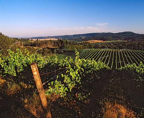 View over Chardonnay foreground and Pinot Noir   blocks of vines at Bethel Heights Vineyard Bethel   Oregon USA     Willamette Valley AVA