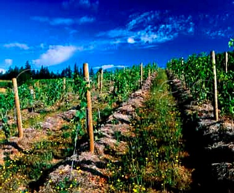 Straw mulch used to prevent weeds growing around the   base of vines in vineyard of Beaux Frres Newberg   Oregon USA      Willamette Valley AVA