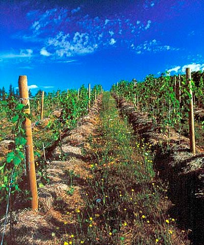 Straw mulch used to prevent weeds growing around the   base of vines in vineyard of Beaux Frres Newberg   Oregon USA      Willamette Valley AVA