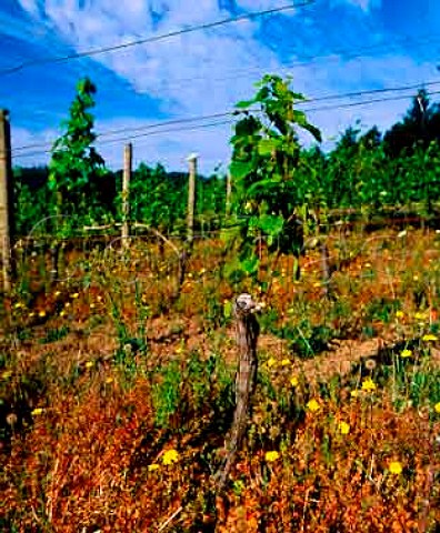 Part of a patch of phylloxera affected vines within an otherwise healthy looking vineyard   Oregon USA      Willamette Valley AVA