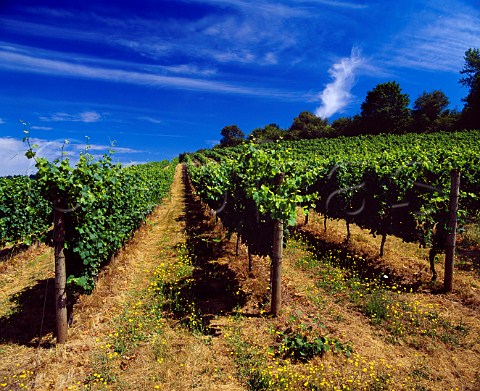 Pinot Noir vineyard of Rex Hill Vineyards  Newberg Oregon USA      Willamette Valley AVA