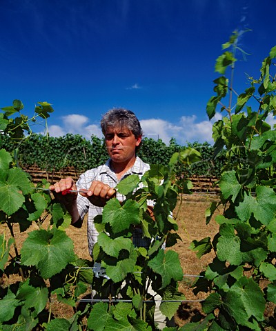 Ken Wright adjusting the position of Pinot Noirshoots held up by catch wires in his McCroneVineyard The plastic clip keeps the wires togetherand holds the shoots in place   In the Eola Hillsnear Carlton Oregon USA   Willamette Valley AVA