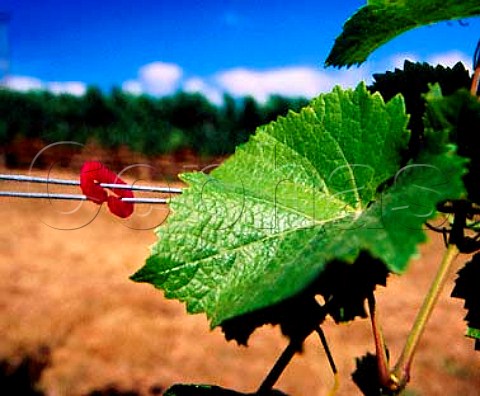 Plastic clips keep the catch wires together and hold   the growing shoots in position in a Pinot Noir   vineyard of Ken Wright    In the Eola Hills near   Carlton Oregon USA   Willamette Valley AVA