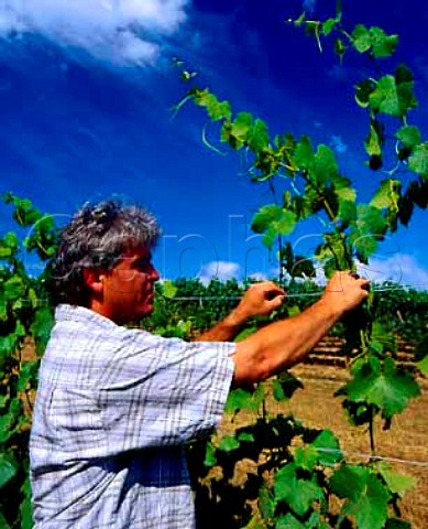 Ken Wright adjusting the position of growing shoots   of Pinot Noir vines within the catch wires in his   McCrone Vineyard in the Eola Hills near Carlton   Oregon USA   Willamette Valley AVA