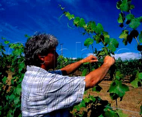 Ken Wright adjusting the position of growing shoots   of Pinot Noir vines within the catch wires in his   McCrone Vineyard in the Eola Hills near Carlton   Oregon USA   Willamette Valley AVA