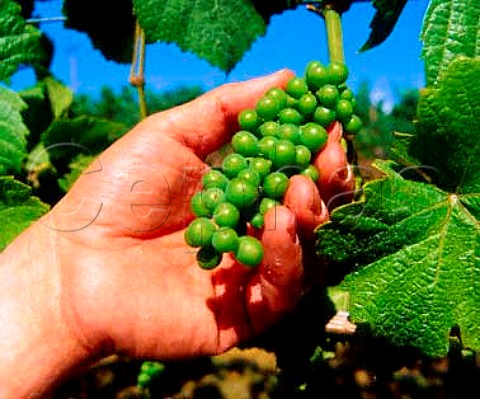 Ken Wright holding a bunch of immature Pinot Noir   grapes in his McCrone vineyard The wings have   already been removed to encourage even ripening of   the berries    Carlton Oregon USA   Willamette Valley AVA