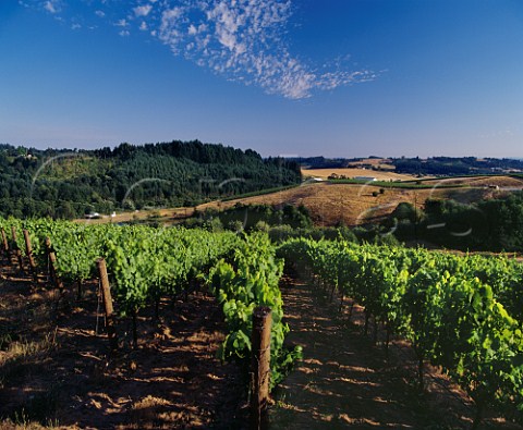 Vineyards of Willakenzie Estate Yamhill   Oregon USA   Willamette Valley AVA