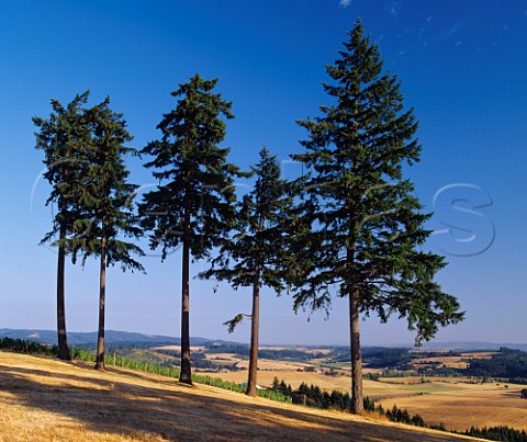 Douglas Fir trees by vineyard on Willakenzie Estate Yamhill Oregon USA  Willamette Valley AVA
