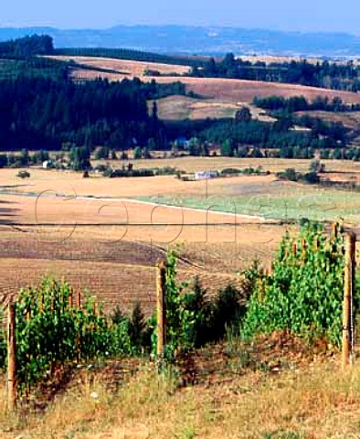 Vineyard on Willakenzie Estate high above the   surrounding farmland Yamhill Oregon USA   Willamette Valley AVA