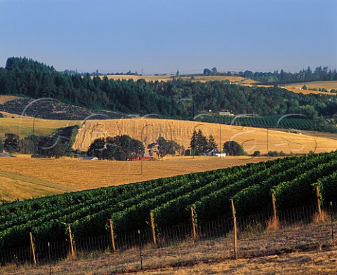 Vineyard on Willakenzie Estate Yamhill   Oregon USA    Willamette Valley AVA