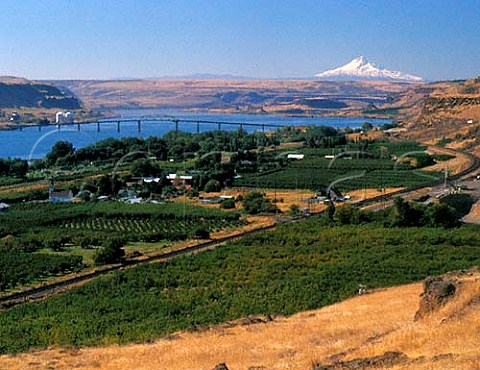 Peach and apple orchards at Maryhill in the Columbia   River valley with Mount Hood in the distance   Washington USA