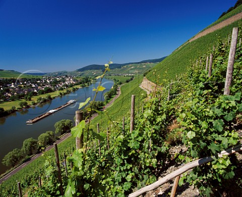 View from the Juffer Sonnenuhr vineyard across the Mosel River to Brauneberg Germany   Mosel