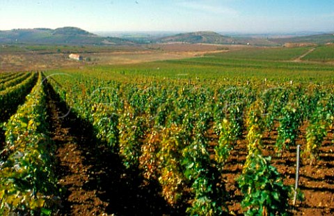 Kirly vineyard Md Hungary  Tokaji