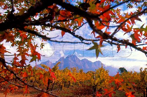Autumn colours of LOrmarins Estate with  the Simonsberg beyond Franschhoek South  Africa   Paarl WO