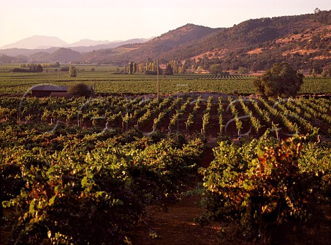 Vineyards along the Silverado Trail  Napa Co California