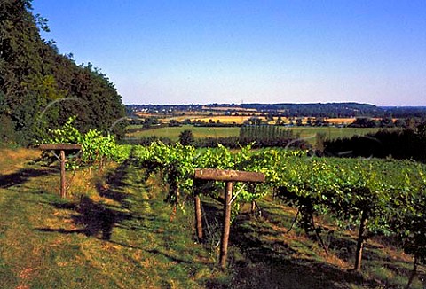 Boze Down Vineyard WhitchurchonThames Oxfordshire   England