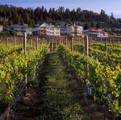 Quails Gate vineyard in Westbank Kelowna   British Columbia Canada  Okanagan Valley VQA