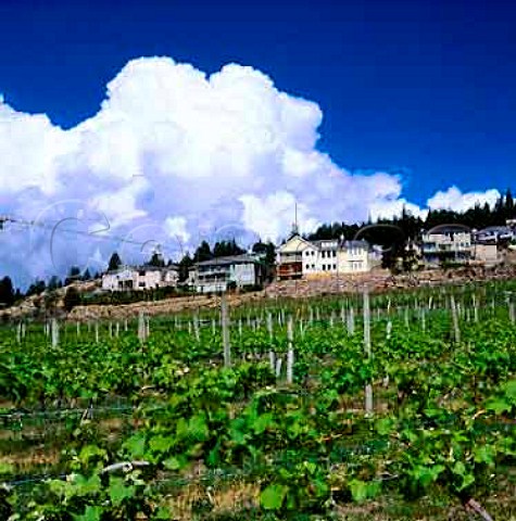 Quails Gate vineyard in Westbank Kelowna   British Columbia Canada  Okanagan Valley VQA