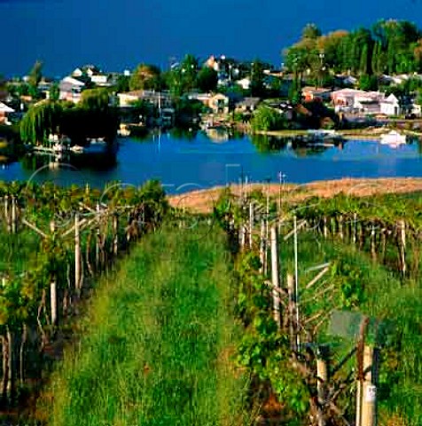 Quails Gate vineyard by Okanagan Lake Kelowna   British Columbia Canada   Okanagan  Valley VQA