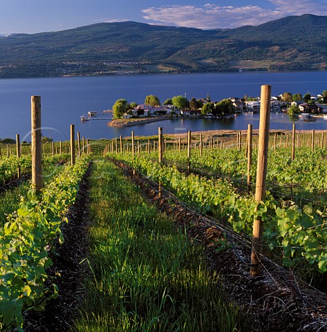 Quails Gate vineyard above Okanagan Lake Kelowna British Columbia Canada   Okanagan Valley VQA