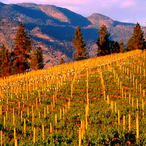 Riesling vineyard reserved for Icewine of   Mission Hill Westbank Kelowna British Columbia   Canada   Okanagan Valley VQA