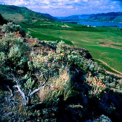 Black Magic Vineyard of Mission Hills above   Osoyoos Lake  the edge of the vineyard is actually   the border with the USA     Osoyoos British Columbia Canada   Okanagan Valley VQA