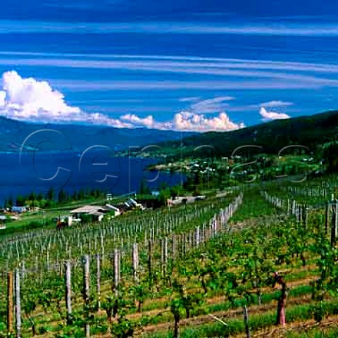 Gray Monk vineyard and winery above Okanagan Lake  Okanagan Centre British Columbia Canada     Okanagan Valley VQA