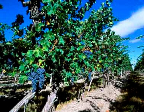 Fanpruned Cabernet Sauvignon vines planted in   1975 of Kiona Vineyards Benton City Washington   USA   Red Mountain AVA
