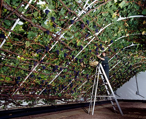 The Keeper of the Vine harvesting grapes from The Great Vine at Hampton Court Palace  planted in 1768  London England