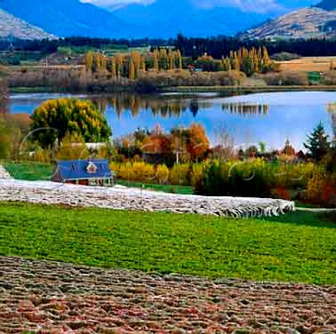 Amisfield Lake Hayes vineyard near Queenstown   Central Otago New Zealand