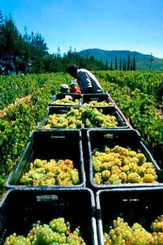 Harvesting Chardonnay grapes of   Hamilton Russell estate Hermanus  South Africa    Overberg WO